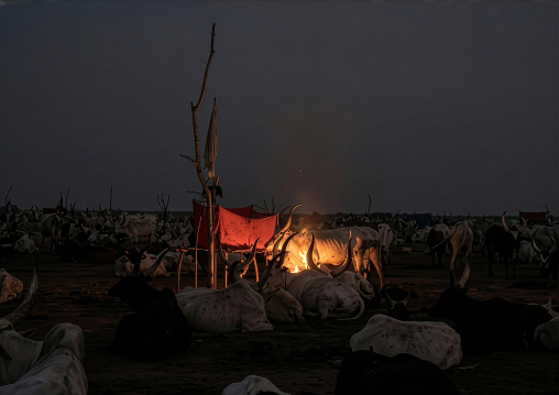 Long horns cows in a Mundari tribe camp gathering around a campfire, Central Equatoria, Terekeka, South Sudan