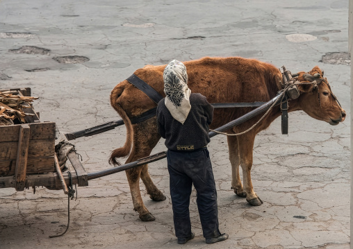 Ox pulling wood, South Hamgyong Province, Hamhung, North Korea