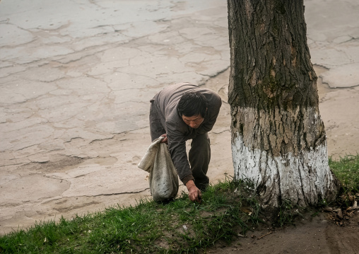 North Korean man collecting grass along a road, North Hamgyong Province, Chongjin, North Korea