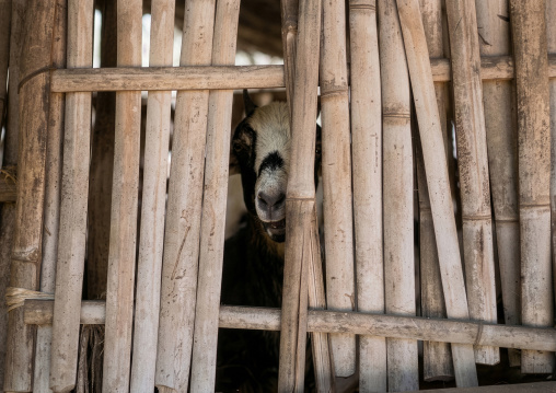 Goat behind a bamboo fence, Rakhine State, Ngapali, Myanmar