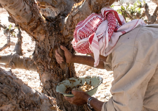 Man collecting frankincense resin from a Boswellia tree, Dhofar, Wadi Dawkah, Oman