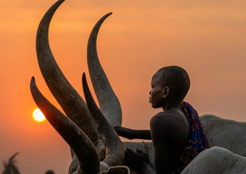 Mundari boy taking care of his cows in the sunset, Central Equatoria, Terekeka, South Sudan