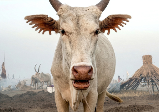 Long horns cow cuttings of the ear decoration in Mundari tribe, Central Equatoria, Terekeka, South Sudan