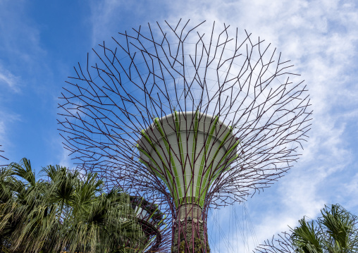 Supertrees at  Gardens by the Bay, Central Region, Singapore, Singapore