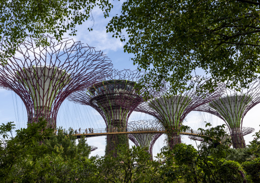 Supertrees at  Gardens by the Bay, Central Region, Singapore, Singapore