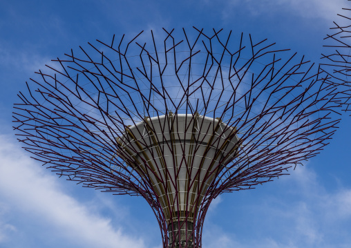 Supertrees at  Gardens by the Bay, Central Region, Singapore, Singapore