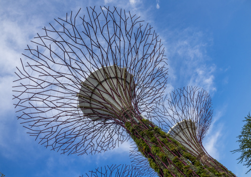 Supertrees at  Gardens by the Bay, Central Region, Singapore, Singapore