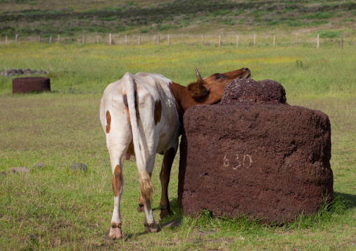 Cow in front of pukao at vinapu site, Easter Island, Hanga Roa, Chile