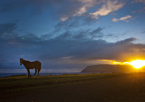 Horse in the sunset, Easter Island, Hanga Roa, Chile