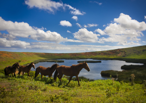 Horses in front of the crater of rano raraku, Easter Island, Hanga Roa, Chile