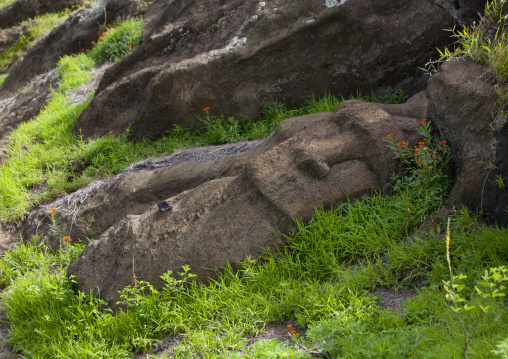 Unfinished moais in rano raraku, Easter Island, Hanga Roa, Chile