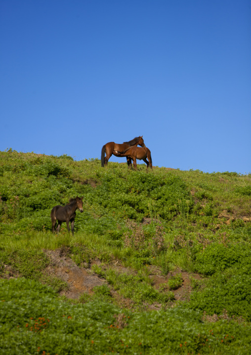 Horses in rano raraku, Easter Island, Hanga Roa, Chile