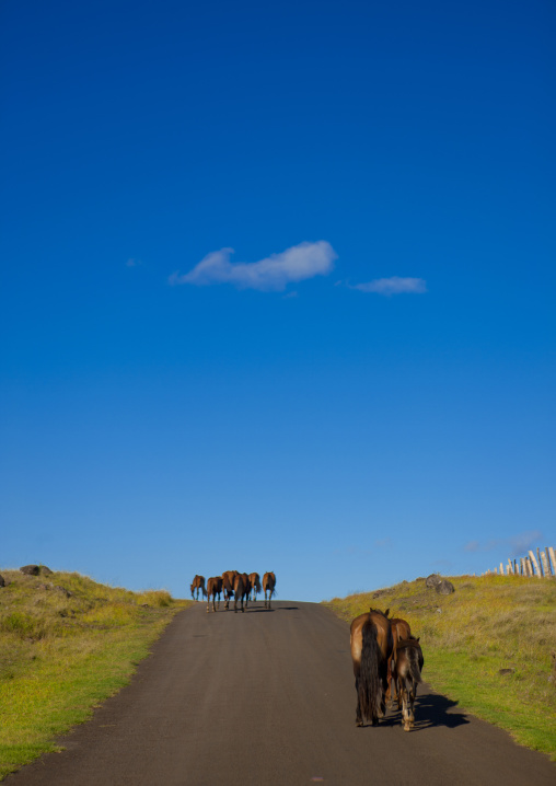Horses on a road, Easter Island, Hanga Roa, Chile