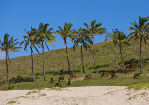 Horses on Anakena beach, Easter Island, Hanga Roa, Chile