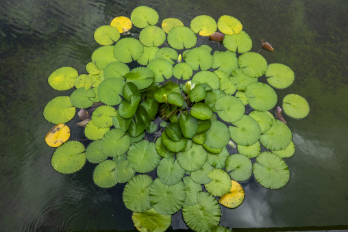 Kyoto Botanical Gardens