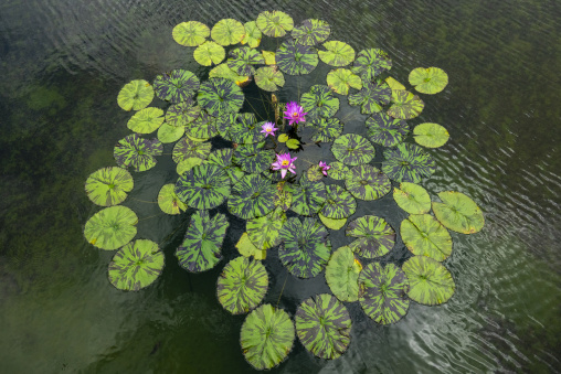 Kyoto Botanical Gardens