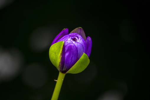 Kyoto Botanical Gardens