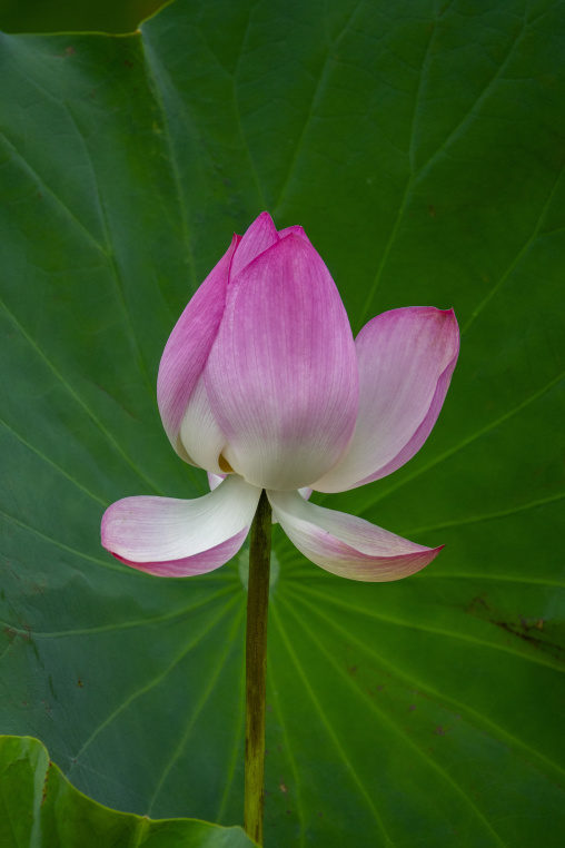 Kyoto Botanical Gardens