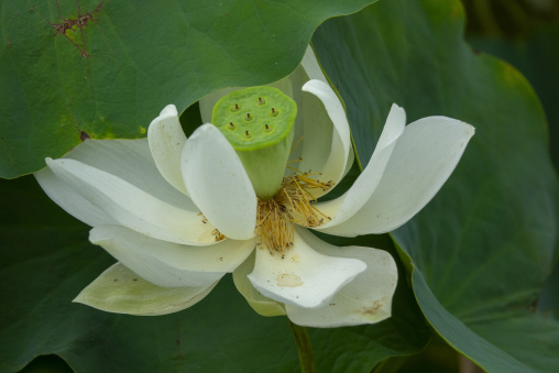 Kyoto Botanical Gardens