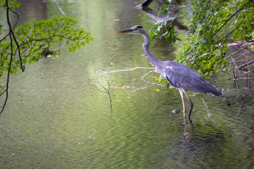 Kyoto Botanical Gardens