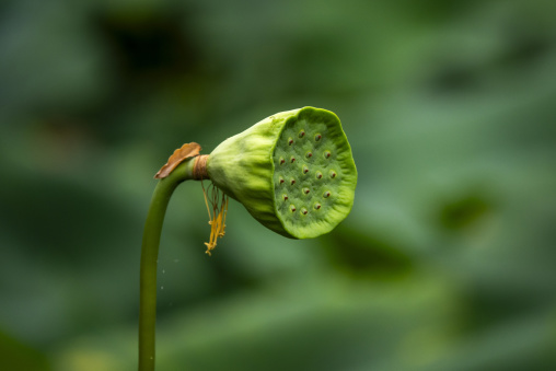 Kyoto Botanical Gardens