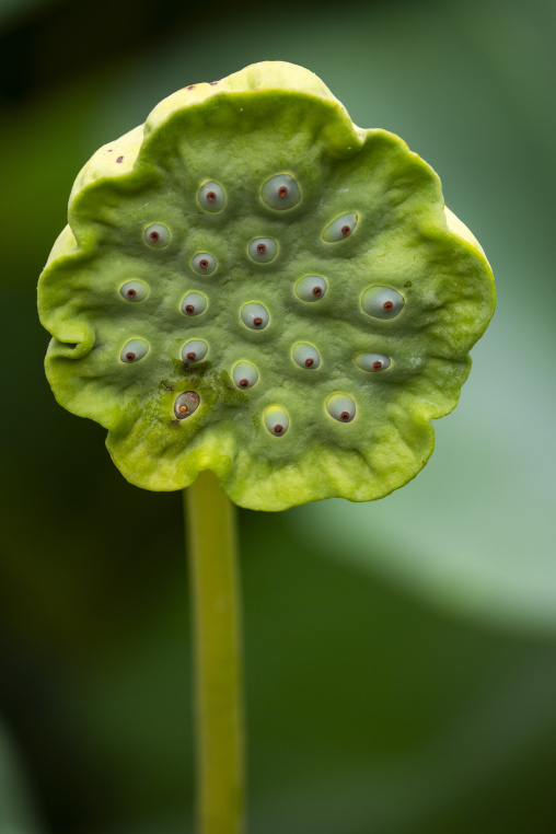 Kyoto Botanical Gardens