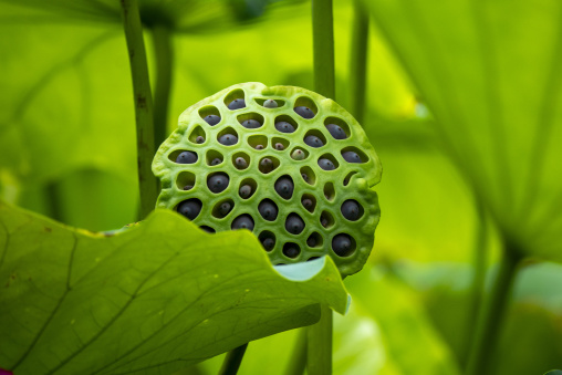 Kyoto Botanical Gardens