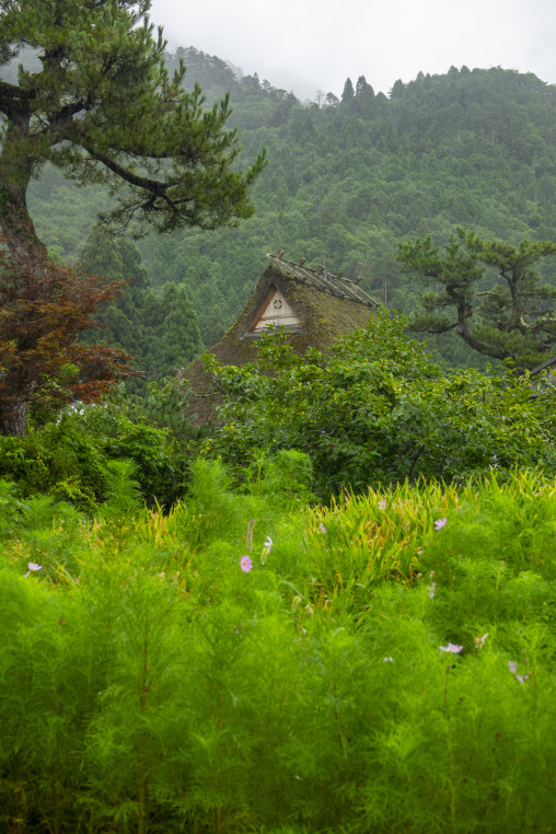 Thatched roofed house in a traditional village, Kyoto Prefecture, Miyama, Japan