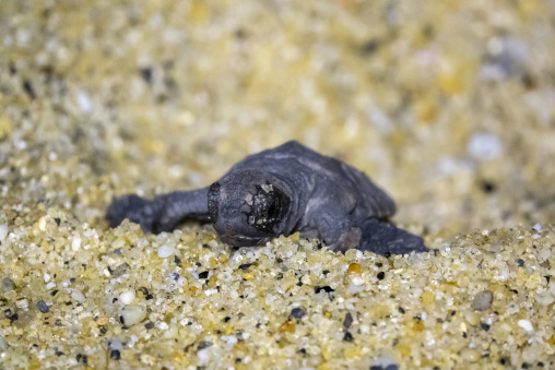 Newborn loggerhead sea turtle on Kurio beach, Kagoshima Prefecture, Yakushima, Japan
