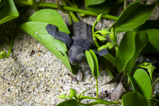Newborn loggerhead sea turtle on Kurio beach, Kagoshima Prefecture, Yakushima, Japan