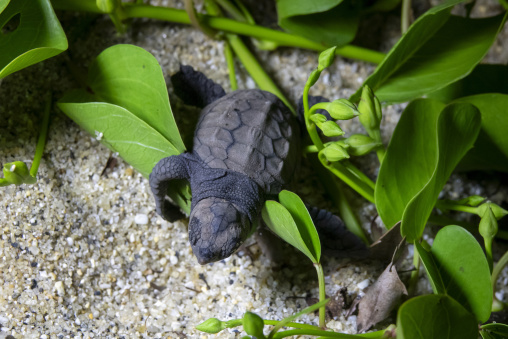 Newborn loggerhead sea turtle on Kurio beach, Kagoshima Prefecture, Yakushima, Japan