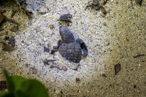 Newborn loggerhead sea turtle on Kurio beach, Kagoshima Prefecture, Yakushima, Japan
