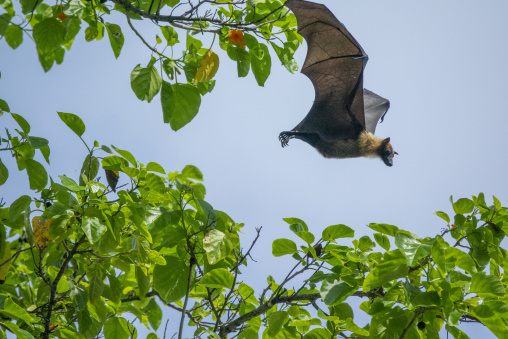 A fruit bat spreads its wings while flying beneath tree branches, Baa Atoll, Soneva Fushi, Maldives