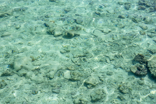 Coral formations lie beneath clear shallow water near the shore, Baa Atoll, Soneva Fushi, Maldives