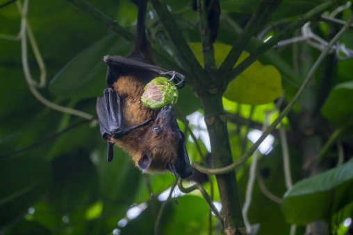 A fruit bat wraps its wings around itself while feeding on fruit in a tree, Baa Atoll, Soneva Fushi, Maldives