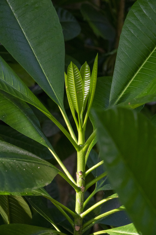 New leaves unfurl at the tip of a frangipani plant, Baa Atoll, Soneva Fushi, Maldives
