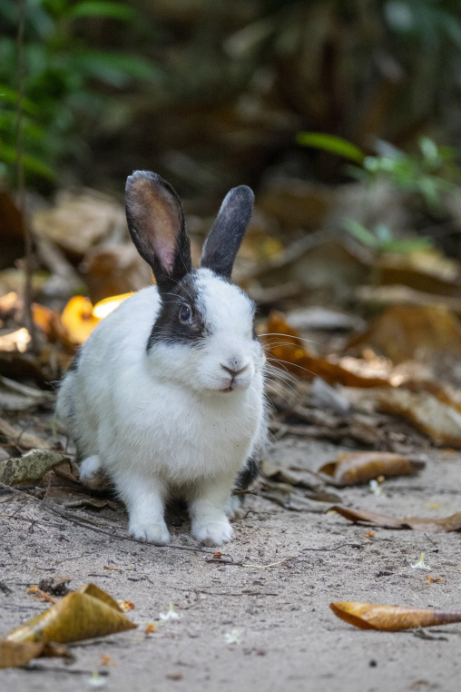 A black and white rabbit sits among fallen leaves on the forest floor, Baa Atoll, Soneva Fushi, Maldives