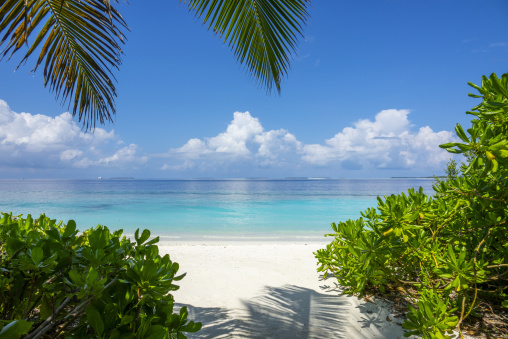 Palm fronds frame a view of a turquoise lagoon and sandy beach path, Baa Atoll, Soneva Fushi, Maldives