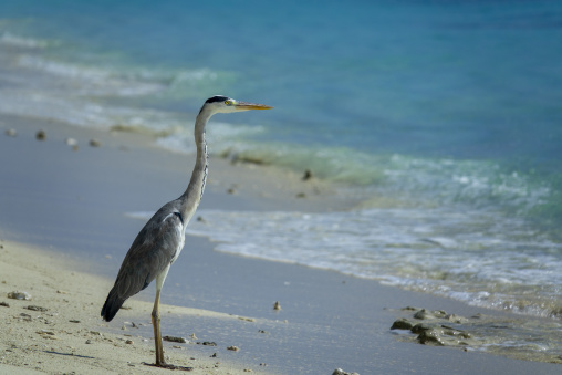 A grey heron stands on the shoreline of a sandy beach, Baa Atoll, Soneva Fushi, Maldives