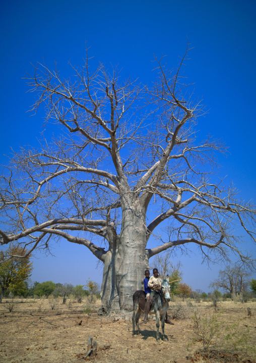 Two Boys On A Donkey In Front Of A Baobab Tree, Angola