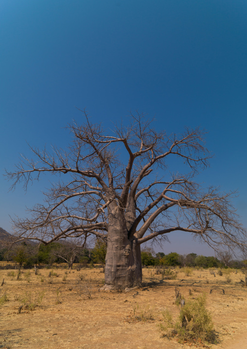 Baobab in the bush, Cunene Province, Kuroca, Angola