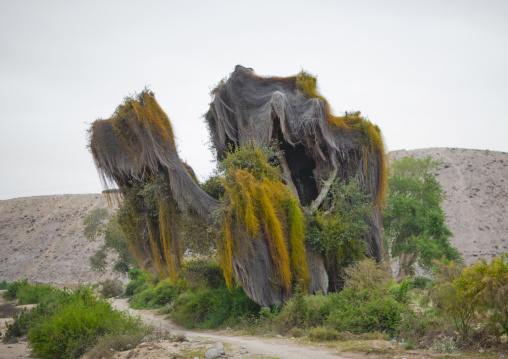 Parasitic Tree, Virie Area, Angola
