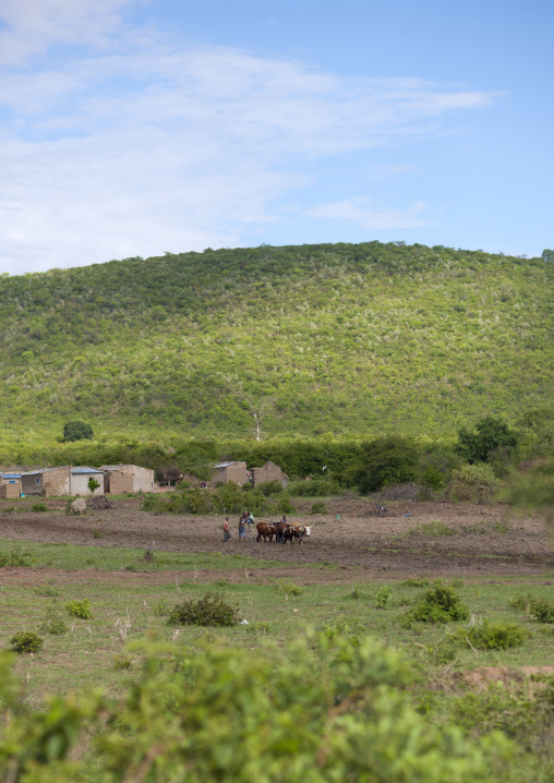 People Ploughing A Field Near Their Village, Lubango Area, Angola