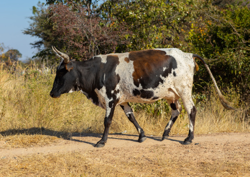 A cow walks in the bush, Huila Province, Chibia, Angola