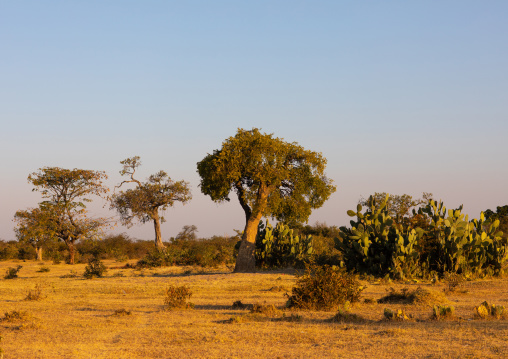Trees in a bush landscape, Huila Province, Chibia, Angola