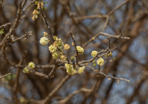Flowers of a desert tree, Namibe Province, Virei, Angola