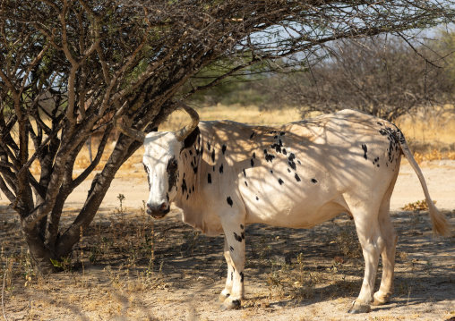 A cow walks in the bush, Namibe Province, Virei, Angola