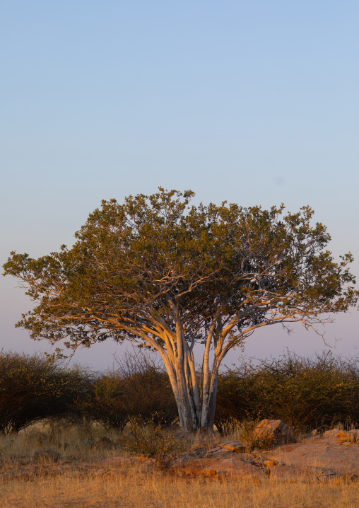 Tree in the bush, Namibe Province, Virei, Angola