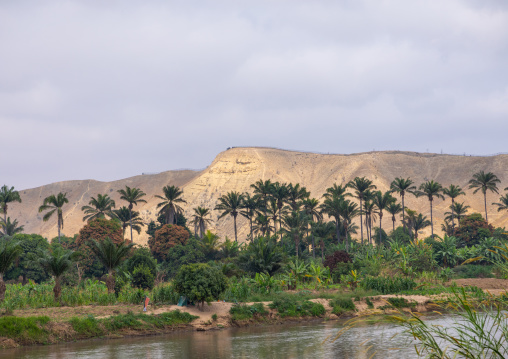 Plam trees in front of a river, Benguela Province, Catumbela, Angola