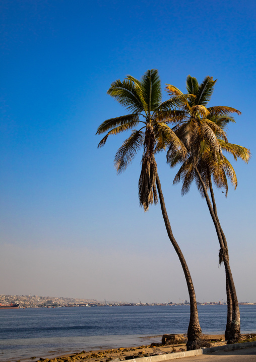 Palm trees in front of the sea, Benguela Province, Lobito, Angola